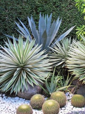 Photo by Oscar de la Renta of his Punta Cana gardens - spiky plants.jpg